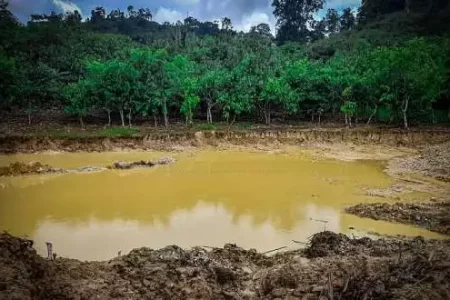 Twin Threats Loom Over Ghana’s Cocoa Sector: Metal Residue Contamination and EU Deforestation Regulation